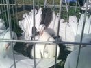 Pic_0610_482