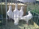 Pic_0610_483