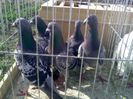 Pic_0610_484