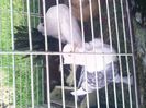 Pic_0610_490