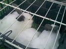 Pic_0610_493