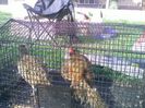 Pic_0610_496