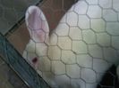 Pic_0610_533