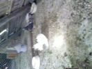 Pic_0610_535