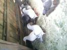 Pic_0610_541