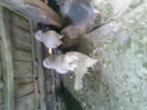 Pic_0610_542