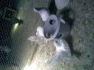 Pic_0610_545