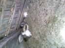 Pic_0610_547