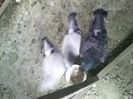 Pic_0610_565
