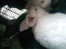 Pic_0610_569
