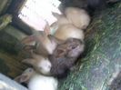Pic_0610_570