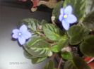 martie 023