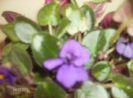 aprilie 075