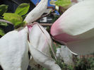 boboci de magnolia