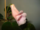 DSC06500