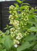 White Lilac Tree (2013, April 18)