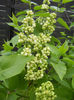 White Lilac Tree (2013, April 18)