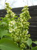 White Lilac Tree (2013, April 18)
