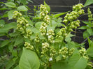 White Lilac Tree (2013, April 18)