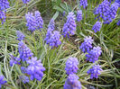 Muscari armeniacum (2013, April 18)