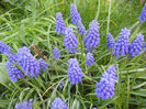 Muscari armeniacum (2013, April 18)