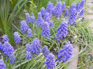 Muscari armeniacum (2013, April 18)