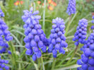 Muscari armeniacum (2013, April 18)