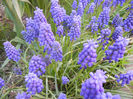 Muscari armeniacum (2013, April 18)