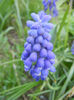 Muscari armeniacum (2013, April 18)