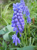 Muscari armeniacum (2013, April 18)