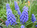 Muscari armeniacum (2013, April 18)