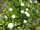 Bellis perennis (2013, April 17)