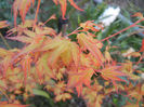 Acer palmatum Katsura (2013, April 18)
