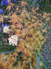 Acer palmatum Katsura (2013, April 18)