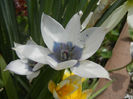 Tulip Alba Coerulea Oculata (2013, Apr.18)