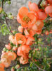 Chaenomeles japonica (2013, April 18)