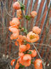 Chaenomeles japonica (2013, April 18)