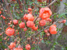 Chaenomeles japonica (2013, April 18)