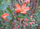 Chaenomeles japonica (2013, April 18)