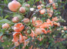 Chaenomeles japonica (2013, April 18)