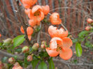 Chaenomeles japonica (2013, April 18)