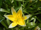 Tulipa Tarda (2013, April 18)
