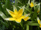Tulipa Tarda (2013, April 18)