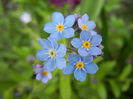 Myosotis alpestris (2013, April 18)