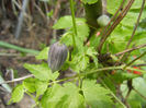 Clematis Pamela Jackman (2013, Apr.15)