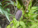 Clematis Pamela Jackman (2013, Apr.15)