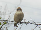 House Sparrow_Vrabiuta (2013, Apr.18)