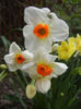 Narcissus Geranium (2013, April 18)