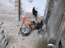 "OMUL" CU HAREMUL
