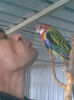 Rosella blanda